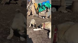 Zalo Resimi
