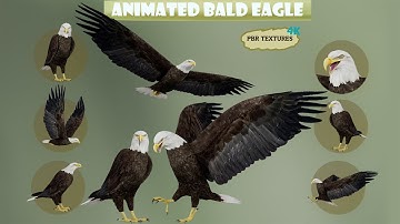 Realistic Animated Bald Eagle 3d Model