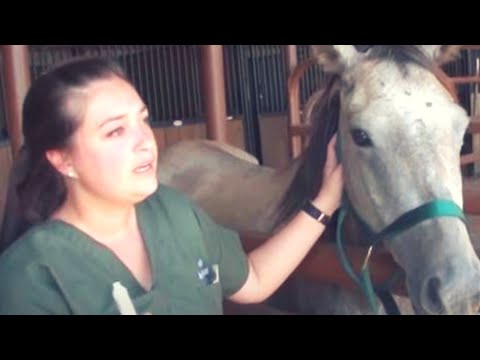 Free A Deserted Pregnant Horse From Auction