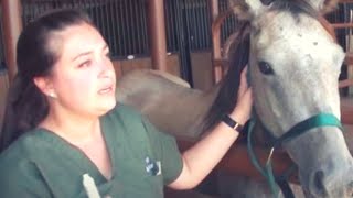 Free A Deserted Pregnant Horse From Auction