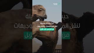 سعوديون |  حداء الإبل