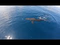 Bull shark encountered off the florida keys a short unnarrated from our most recent outing