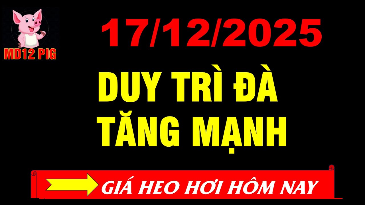 Giá heo hơi hôm nay 17/12/2025 | DUY TRÌ ĐÀ TĂNG MẠNH | md12pig 