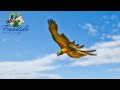 Soya The Miligold Macaw Learns to FLY!