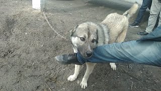 ИТТЕРДИ ИЛИКТЕП-ЖИЛИКТЕДИК / Алабай, Питбуль, Көкжал, Немецкий щенок ИТТЕРДИ ИЛИКТЕП-ЖИЛИКТЕДИК / Алабай, Питбуль, Көкжал, Немецкий щенок