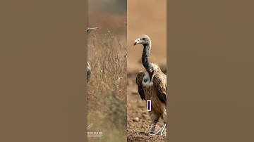 Critically Endangered Species in India - Part 1 #critically_endangered  #upsc #iucn