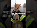 WaitForIt #HeartRestored #EmotionalRescue #CatLovers#bodycampov