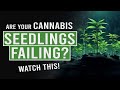 Cannabis seedlings failing watch this