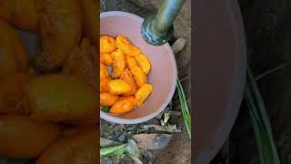 Harvesting and processing bitter kola in Africa #shorts #shortsafrica #viral