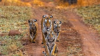 Kuhani and her Cubs - Tadoba