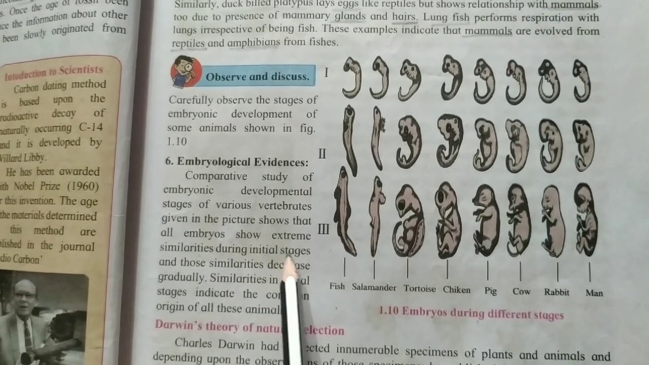 embryological-evidences-youtube