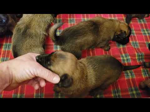 belgian-malinois-puppies-for-sale