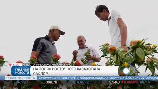 Аграрии Восточного Казахстана осваивают новую культуру - сафлор