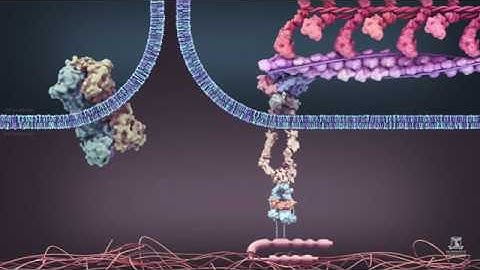 Activating TGF-beta in the immune system