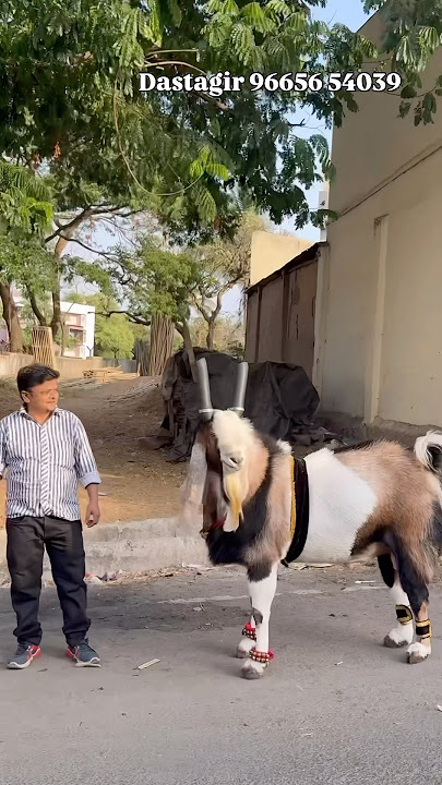 Dastagir Bagwan with Ghulam E Mustafa 2025