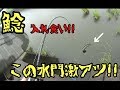 鯰fishing 小さな水門で大きな鯰が入れ食いになったよ。巨大鯰6連発 catfish fishing