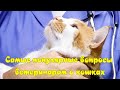 Самые популярные вопросы ветеринарам о кошках Questions to veterinarians about cats