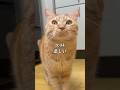 世界一可愛いと言われた猫の悲しい1日 #cat #子ネコ #保護猫