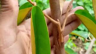 sambung sisip durian di lahan dan perawatan lanjutan pasca sambung sisip #sambungsisip