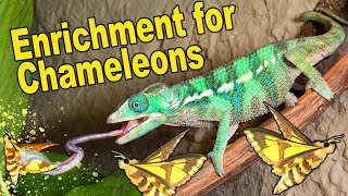 Can We Enrich The Lives of Our Chameleons? by TikisGeckos 510 views 2 months ago 10 minutes, 2 seconds