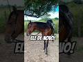 Olha ele aí de novo o Garanhão mangalarga marchador do short anterior!🥰🫶🏻♥️🐎
