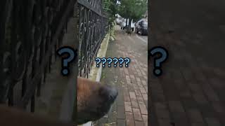 Funniest dog moments you ll see today funny shorts animals