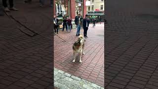 Husky joins in on the street singing!