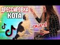 ДРЕССИРОВКА КОТА | Команды Сидеть и Поцелуйчик / Снимаю кота в TIK TOK