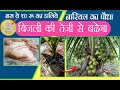 बस ये 10₹ की चीज से नारियल का पौधा बीजली की तेजी से बढेगा।। Grow Coconut easily at home