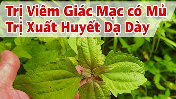 Trị viêm Giác Mạc, xuất huyết Dạ Dày. PHAN HẢI Channel 