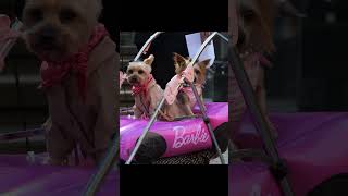 Cute Silky Terrier Dogs Barbie and Ken costume cosplay contest Doggone Dog Halloween pet parade