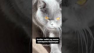 Kediler vadisi yeni sezon 😾