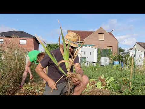 Vidéo: Iris : Plantation Et Entretien En Plein Champ