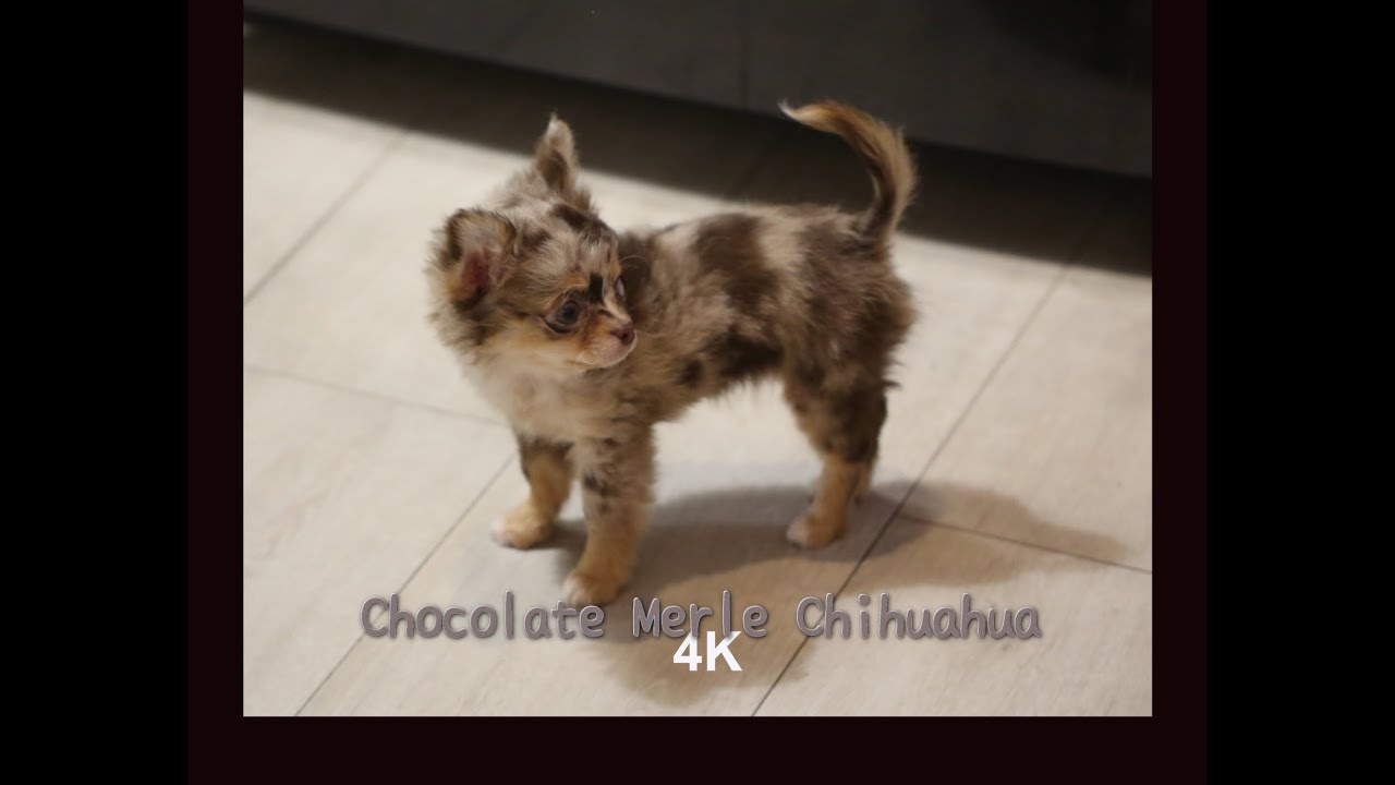 merle chihuahua 4K