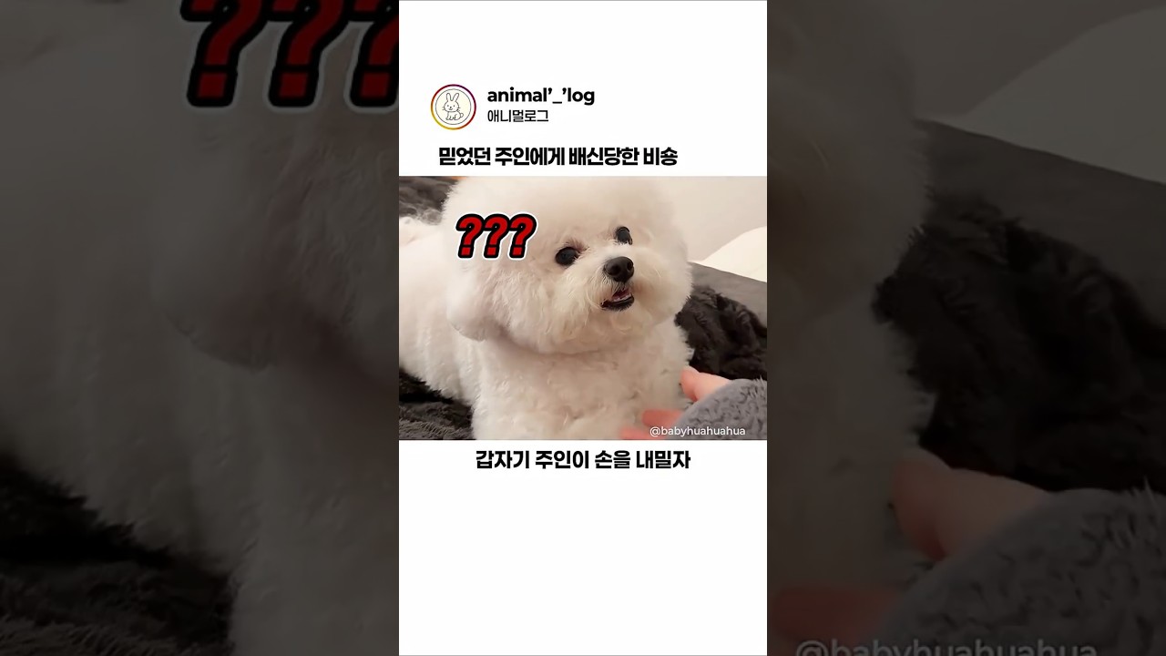 주인에게 당해버린 비숑ㅋㅋ #동물 #강아지
