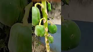 tere aankhon #love #music #song #wwe #games #bollywood #ajjubhaiinmymatch #duet #bhokpurigana #durga