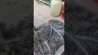 Farmers Grhopper Harvest Making Delicious Dishes