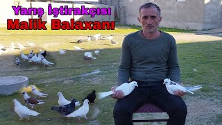 Azerbaycan Çempionatı Bakı Göyərçinləri Yarışı İştirakçısı Malik Balaxanı