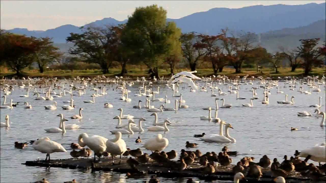 新潟県 瓢湖 朝陽を浴びて飛び立つ白鳥