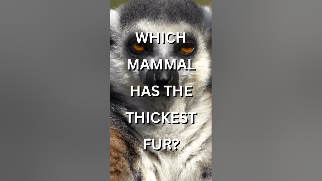 Animal Trivia: Which Mammal Has The THICKEST Fur? 🤔 #factsshorts #