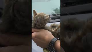 Kitten goes for a terrifying ride inside of an engine! Full video: www.HopeForPaws.org