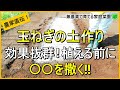 【玉ねぎ栽培】土作りが肝心!コレを撒けば病気に強くなります【有機農家直伝!無農薬で育てる家庭菜園】 24/9/14