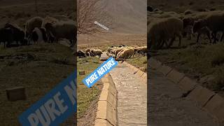 Sheep Drinking from a Flowing Stream 🐑 Peaceful Nature Sounds #NatureSounds #RelaxingVideo