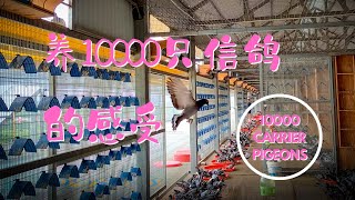 [一瞥EyesOn 081]养育10000只信鸽是一种什么样的体验?/What kind of experience is it to feed 10,000 carrier pigeons?