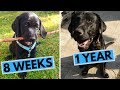 Black Labrador Puppy 8 Weeks to 1 Year - From Puppy to Dog