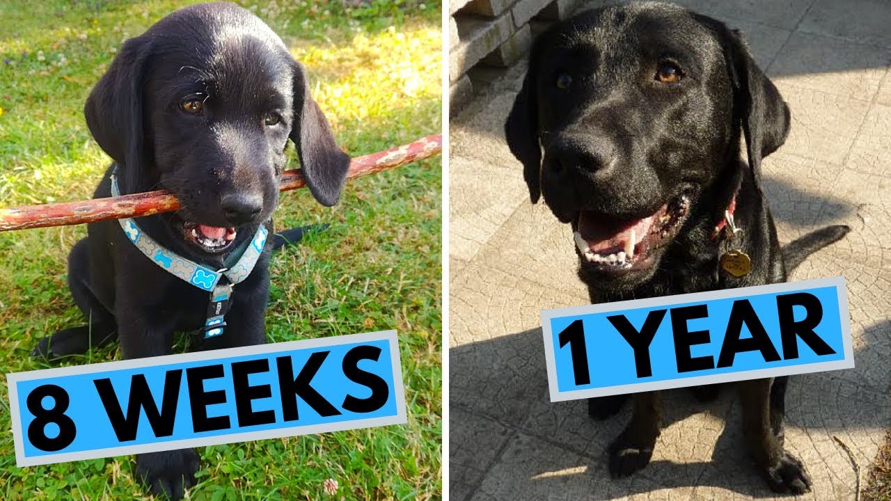 Black Labrador Puppy 8 Weeks To 1 Year - From Puppy To Dog - Youtube