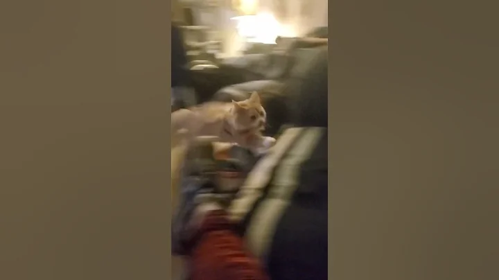 Watch the video about Main Coon Kitten playing fetch