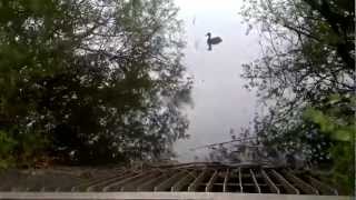 Rescuing Ducklings, Koseski Bajer, Ljubljana, Slovenia