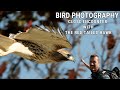 BIRD PHOTOGRAPHY | Ontario CANADA | Tommy Thompson Park | Birds of Prey | Canon R3 EF 500mm F4 MK II