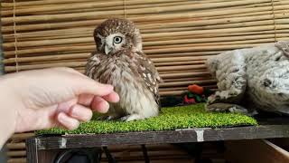 Little owls Yuinya and Kutusha - a joint walk around the room